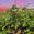 View Current Crop Photo