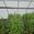 View Current Crop Photo