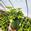 View Current Crop Photo