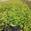 View Current Crop Photo