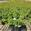 View Current Crop Photo