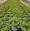 View Current Crop Photo