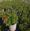 View Current Crop Photo