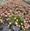 View Current Crop Photo
