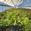 View Current Crop Photo