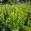 View Current Crop Photo