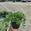 View Current Crop Photo
