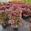 View Current Crop Photo