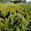 View Current Crop Photo