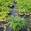 View Current Crop Photo