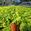 View Current Crop Photo
