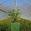 View Current Crop Photo