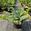 View Current Crop Photo
