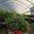 View Current Crop Photo