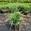 View Current Crop Photo