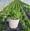 View Current Crop Photo