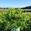 View Current Crop Photo