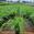 View Current Crop Photo