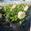 View Current Crop Photo