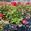 View Current Crop Photo