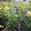 View Current Crop Photo