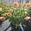 View Current Crop Photo