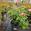 View Current Crop Photo