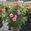 View Current Crop Photo