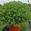 View Current Crop Photo