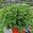 View Current Crop Photo