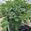 View Current Crop Photo