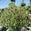 View Current Crop Photo
