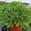 View Current Crop Photo