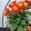 View Current Crop Photo