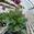 View Current Crop Photo