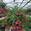 View Current Crop Photo