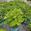 View Current Crop Photo