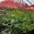 View Current Crop Photo
