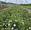 View Current Crop Photo