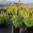 View Current Crop Photo
