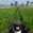 View Current Crop Photo