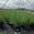 View Current Crop Photo