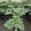 View Current Crop Photo