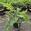 View Current Crop Photo