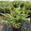 View Current Crop Photo