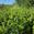 View Current Crop Photo