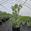 View Current Crop Photo