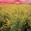 View Current Crop Photo