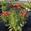 View Current Crop Photo