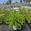 View Current Crop Photo